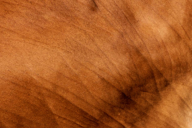 istock Cow's fur ,Texture of a brown cow. 1330370908