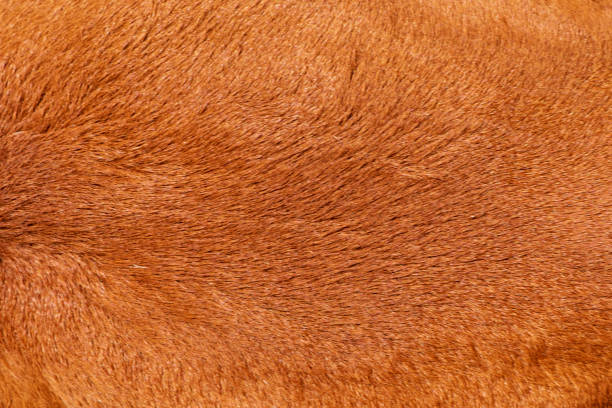 istock Cow's fur ,Texture of a brown cow. 1330370923