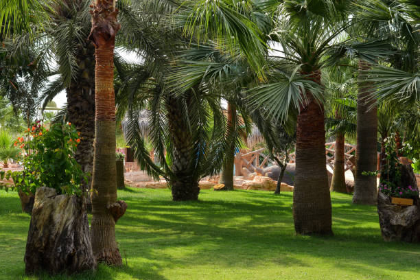 istock Park of palm trees on green grass. 1330372151
