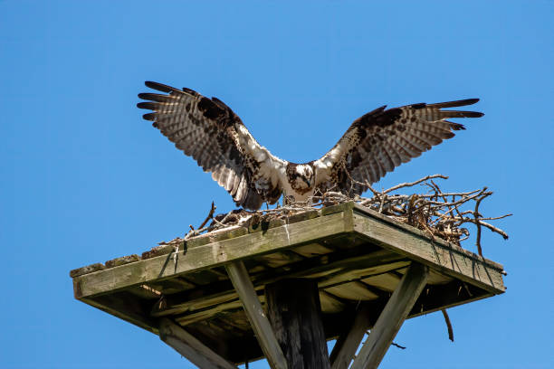 istock The western osprey (Pandion haliaetus ) on the nest 1330372475