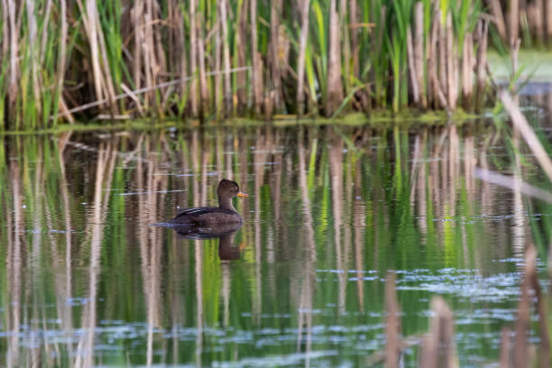 istock The hooded merganser (Lophodytes cucullatus) , hen in the marsh 1330372685