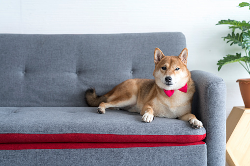 Pet Lover concept. Japanese dog on the sofa in living room. Shiba Inu is a Japanese dog that is famous throughout the world.