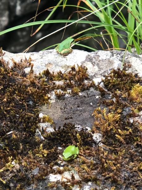 istock frogs that were born in the summer 1330374270