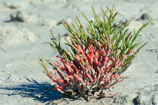 Red samphire or salicornia plants in cracked grey coloured clay at the seashore of the Black Sea at low tide. Succulents and other plants in saline areas.