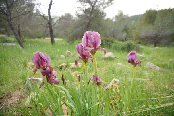 Irus Hagilboa Bloom at Mount Barqan, Israel