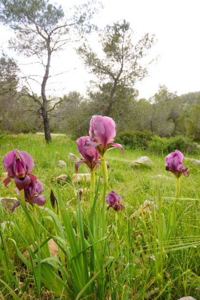 istock Irus Hagilboa Bloom at Mount Barqan, Israel 1330375241