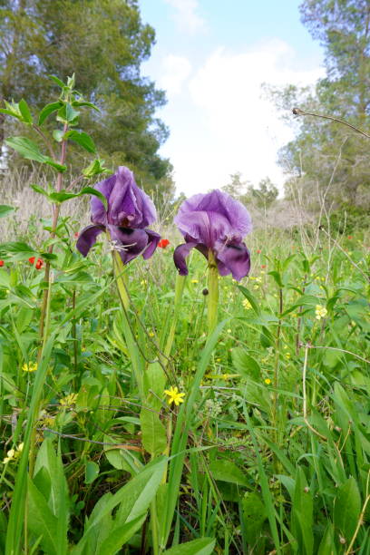 istock Irus Hagilboa Bloom at Mount Barqan, Israel 1330375251