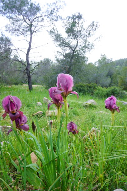 istock Irus Hagilboa Bloom at Mount Barqan, Israel 1330375264