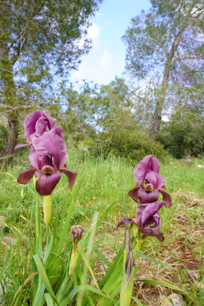 istock Irus Hagilboa Bloom at Mount Barqan, Israel 1330375277