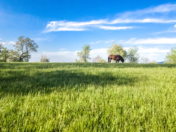 istock Beautiful  spring landscape with green field and dramatic razor sharp cloudy sky and warm sun rays 1330375406