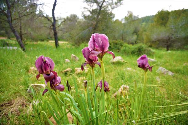 istock Irus Hagilboa Bloom at Mount Barqan, Israel 1330375412