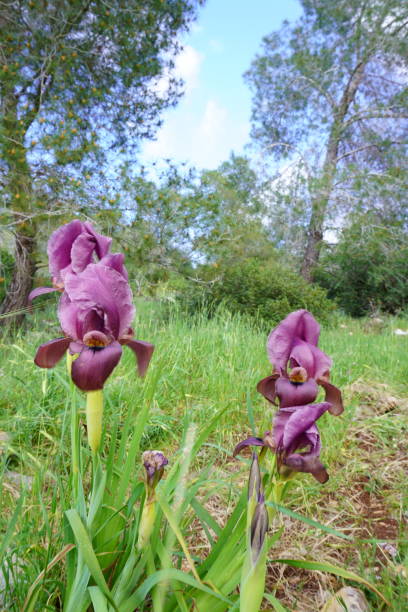 istock Irus Hagilboa Bloom at Mount Barqan, Israel 1330375432