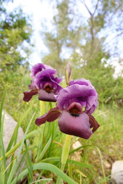 istock Irus Hagilboa Bloom at Mount Barqan, Israel 1330375438