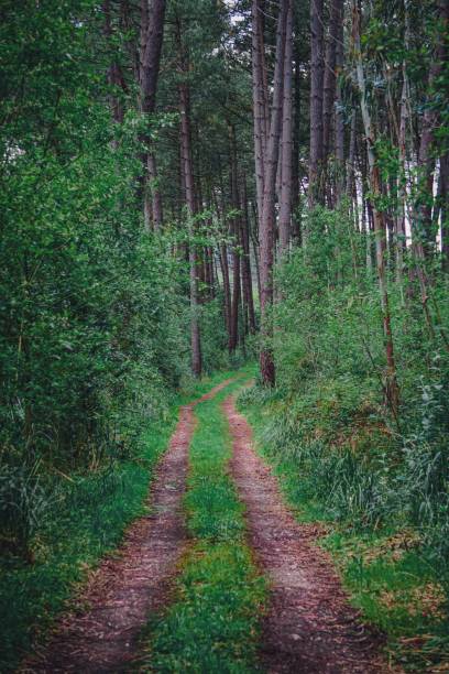 istock track with green vegetation in the mountain in springtime 1330375998
