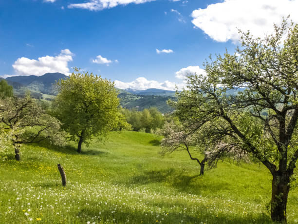 istock Beautiful  spring landscape with green field and dramatic razor sharp cloudy sky and warm sun rays 1330376145
