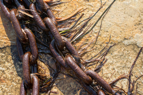 Old anchor chain on stone background. Marine theme and style.