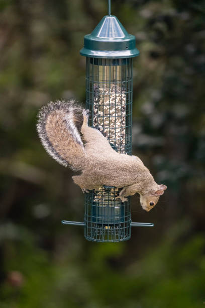 istock Pesky squirrel climbs hanging bird feeder to steal bird seed 1330376317