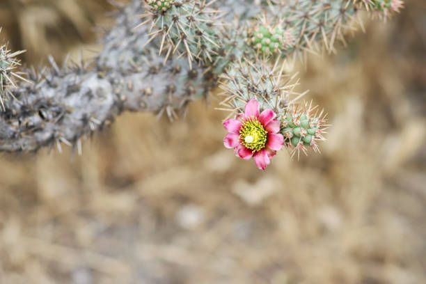 розовый цветок кактуса в полном расцвете - desert flower california cactus стоковые фото и изображения