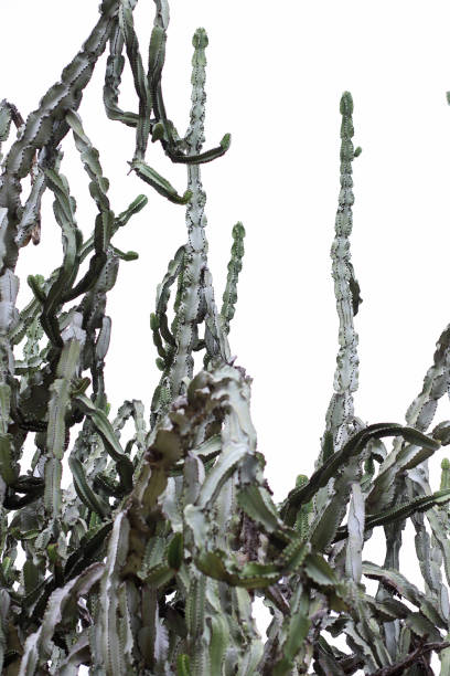 очень большое дерево молочая с высокими ветвями - desert flower california cactus стоковые фото и изображения