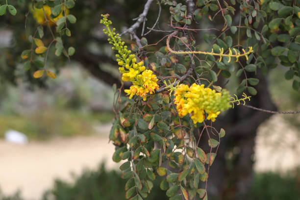 желтое растение цезальпинии в цвету - desert flower california cactus стоковые фото и изображения