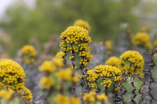 молочай resinifera в цвету с желтыми цветками - desert flower california cactus стоковые фото и изображения