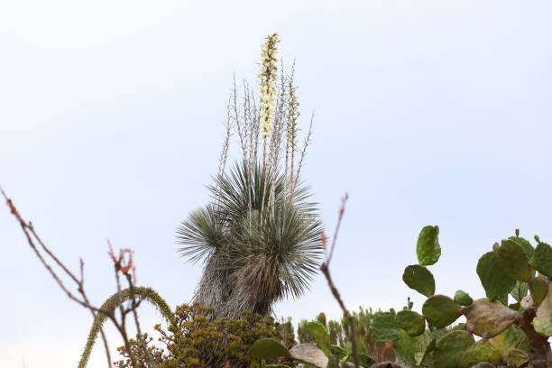мыльное дерево юкка в окружении разнообразных пустынных растений - desert flower california cactus стоковые фото и изображения