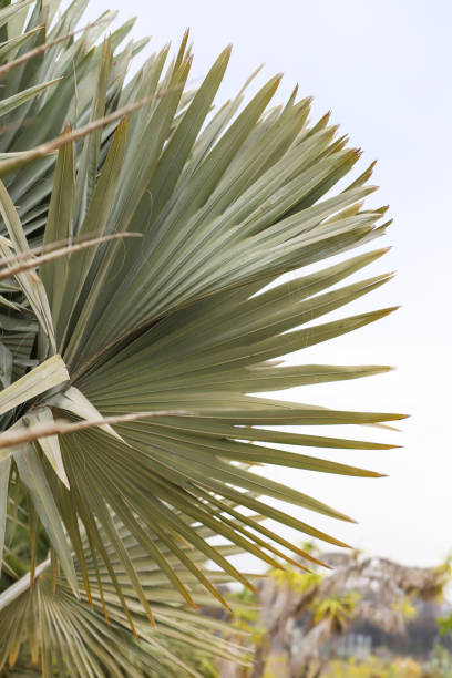 istock A large Bismarck Palm frond 1330376553