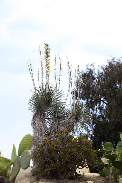 мыльное дерево юкка, нефритовое растение, опунция и эвкалипт - desert flower california cactus стоковые фото и изображения
