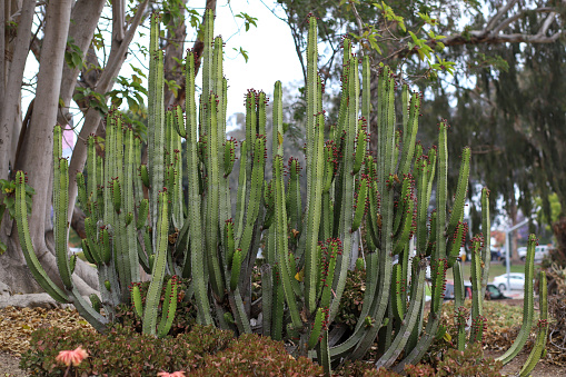 A large group of organ pipe cactus with small red flowers