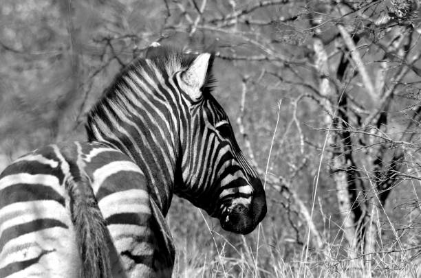 Zebra in Black and White