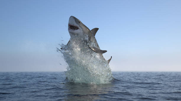 Great white shark jump out of water Great white shark jump out of water 3d illustration sharks in water stock pictures, royalty-free photos & images
