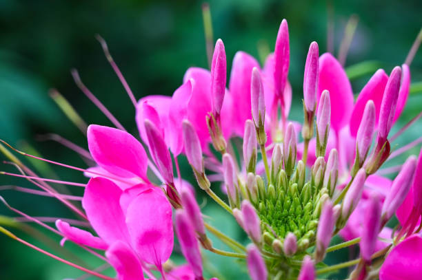 istock Cleome spinosa in the garden. 1330379026