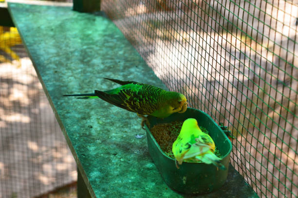 istock two green parakeets eating in a cage photo 1330381494