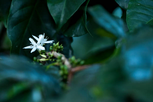 istock Arabica coffee flowers 1330381665