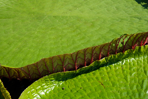 fresh pattern big green water lillies leaves floating in pond. Round pattern in natural park