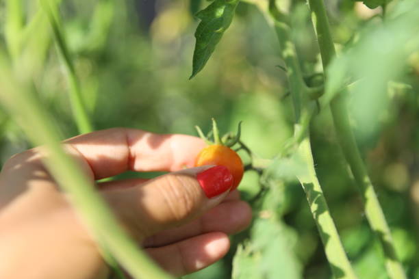 istock A cherry tomato is picked between the green plants 1330382662