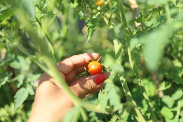 istock A cherry tomato is picked between the green plants 1330382677