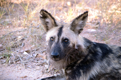 An African wild dog looks curiously in our direction.