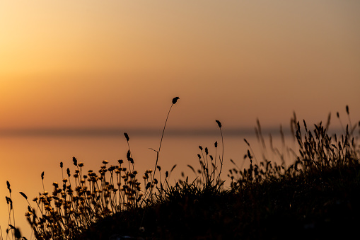 Silhouetted Grasses at Sunset, with the Ocean Behind