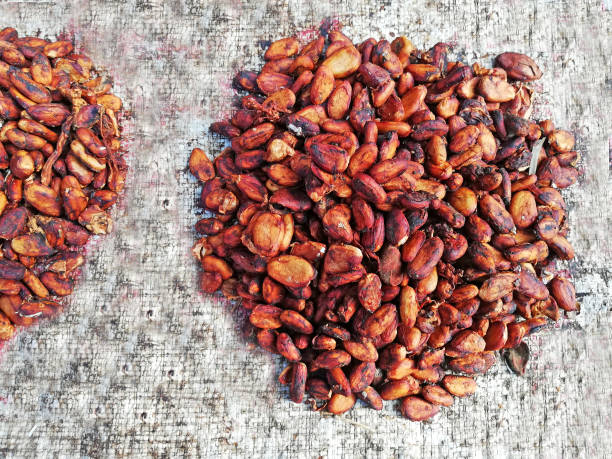 istock Cacao beans placed on dirty white background 1330385102