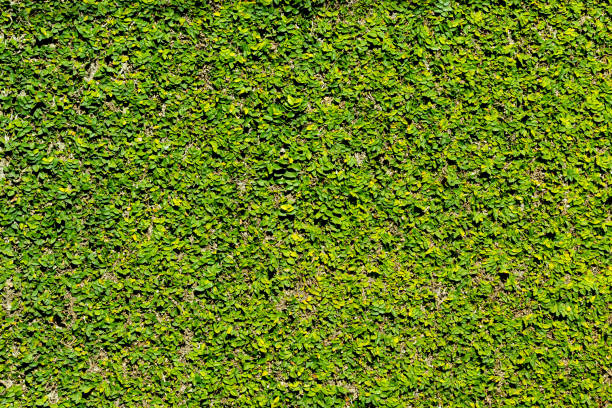 istock Wall of leaves 1330385210