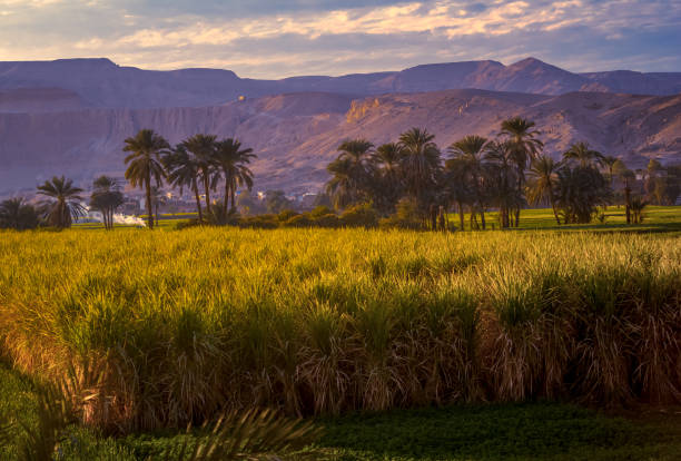 Sugarcane field on the Nile valley at sunset, Egypt. stock photo