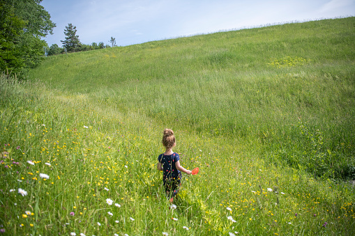 A young girl exploring a blooming meadow with her bug net in hand.  She is walking through a field full of wildflowers in Vermont exploring all nature has to offer.