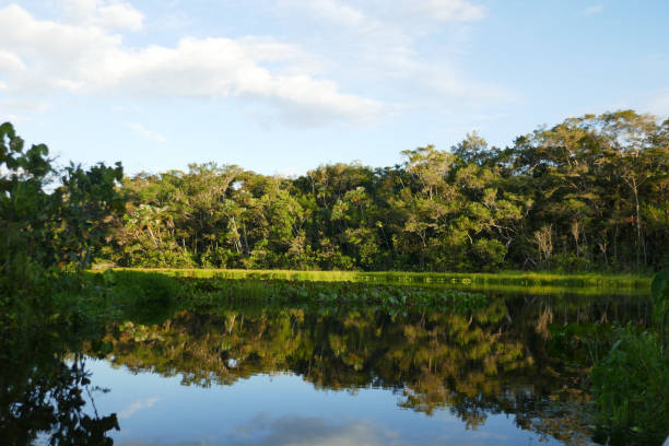 istock Orellana province, Ecuador 1330388112
