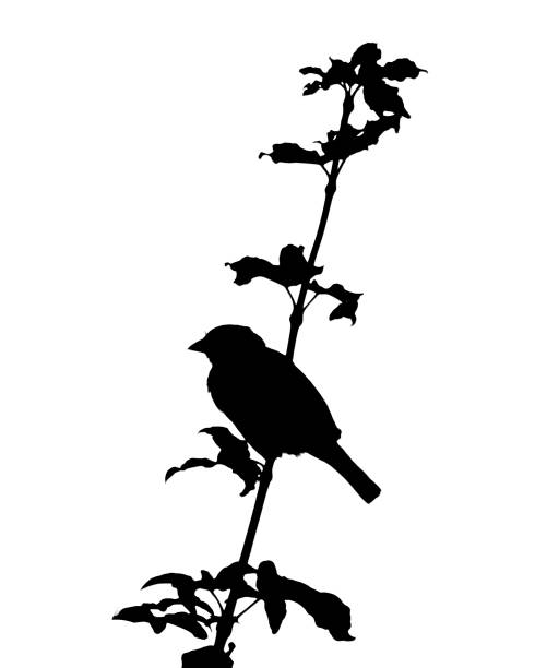 Black silhouette of sparrow sitting on the tree branch, black white picture