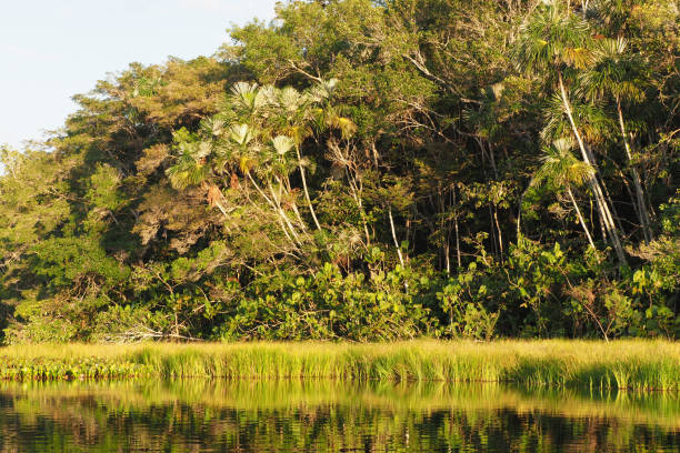istock Orellana province, Ecuador 1330388172