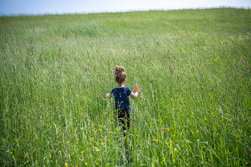 A young girl exploring a blooming meadow with her bug net in hand.  She is walking through a field full of wildflowers in Vermont exploring all nature has to offer.