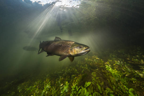 bachforelle schwimmt im sonnenlicht auf einem britischen kreidebach - brown trout stock-fotos und bilder