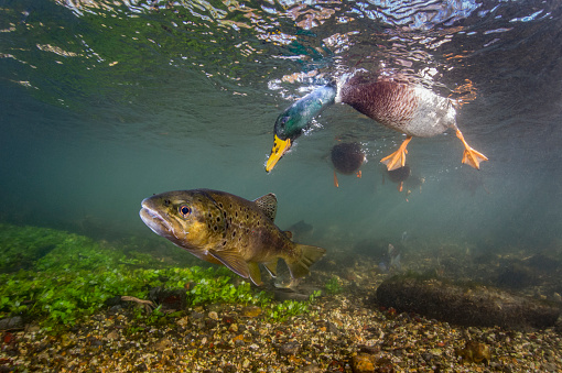 Pato ánade real buceando en busca de comida cerca de una trucha marrón en un arroyo de tiza del Reino Unido photo