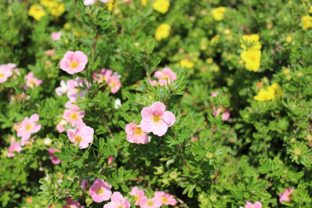 pink shrubby cinquefoil in the garden pink shrubby cinquefoil in the garden potentilla fruticosa stock pictures, royalty-free photos & images